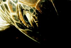 Turtle Face
Picture was taken during the day while the t... by Erich Reboucas 